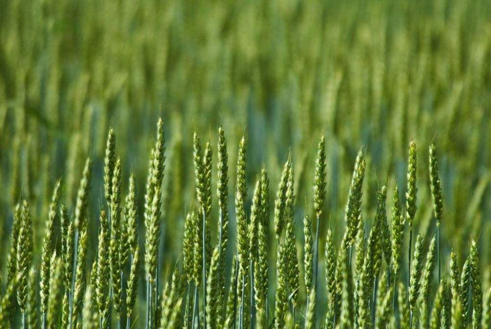 小麥春季如何追肥更高效？快來看，這里已經(jīng)為您準備好了