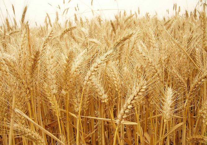 小麥根腐病是什么原因?qū)е碌模繎?yīng)該怎樣管理呢？