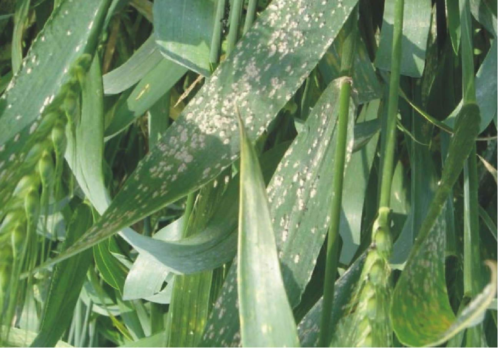 小麥葉面出現(xiàn)白色霉點，原因和預(yù)防方法來了