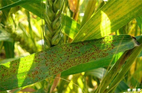 小麥長“鐵銹”了？這到底是為什么呢?