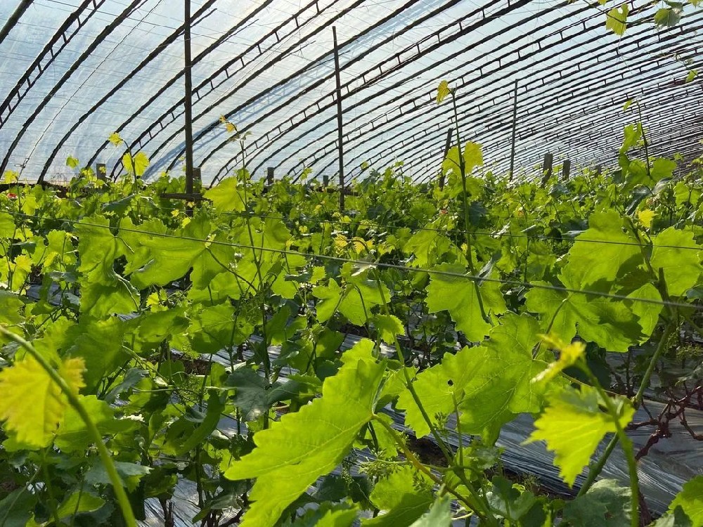 葡萄春管謹(jǐn)記這些要點！促進(jìn)葡萄豐產(chǎn)！