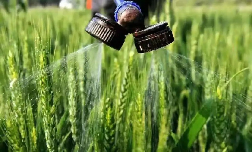 如何科學(xué)施用葉面肥？種植戶可長點心！