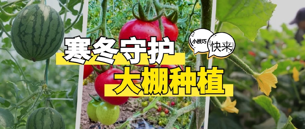 寒冬守護(hù)：大棚種植管理的科學(xué)小技巧