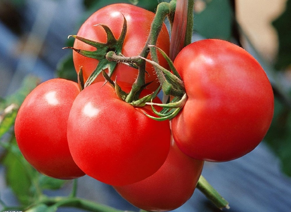 番茄上色難嗎？真不難，這篇文章保準(zhǔn)有用