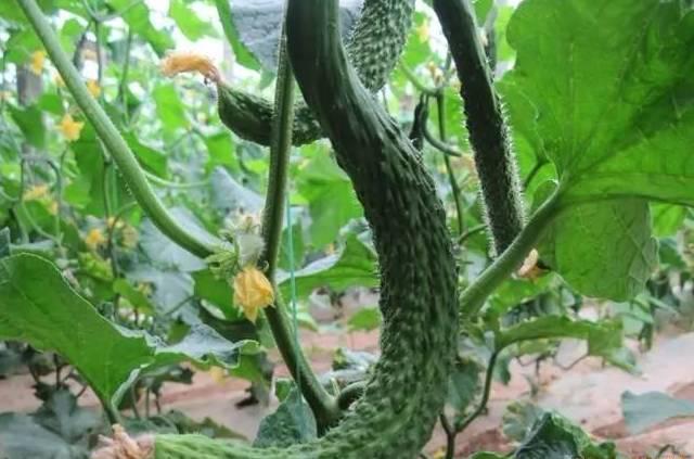 黃瓜主莖不生長(zhǎng)，是怎么回事？要如何解決