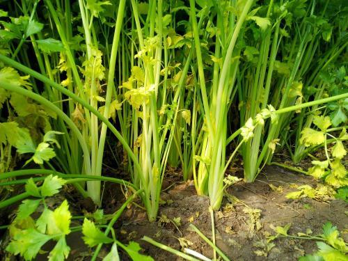 芹菜根系差，小老苗現(xiàn)象嚴重，速查原因和解決方法