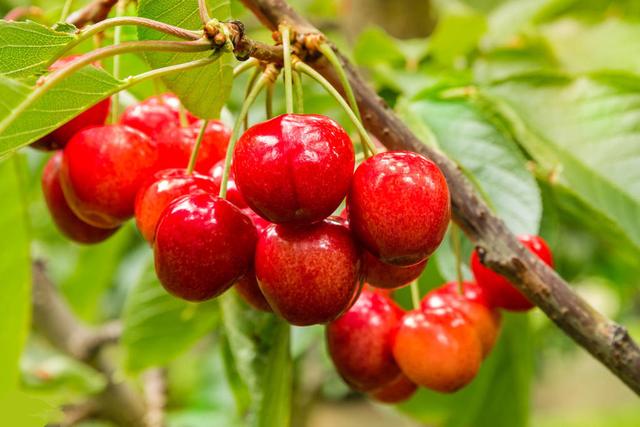 櫻桃死樹現(xiàn)象嚴重，是什么原因，如何防治