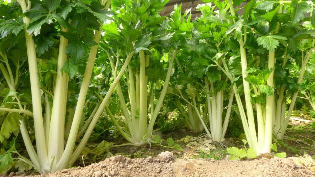 預(yù)防芹菜空心開裂的方法，找到了，速來觀看